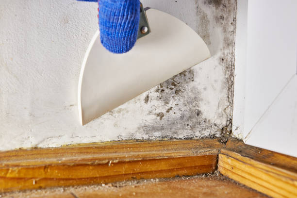 Best Dehumidification Services  in Griffin, GA